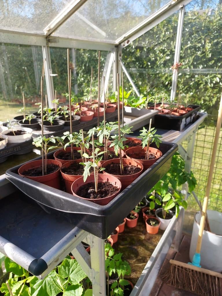 Tomaten plantjes  en cherrytomaten planten. 1.50 euroTekoop., Tuin en Terras, Kassen, Ophalen of Verzenden, Glas, Nieuw, Aluminium