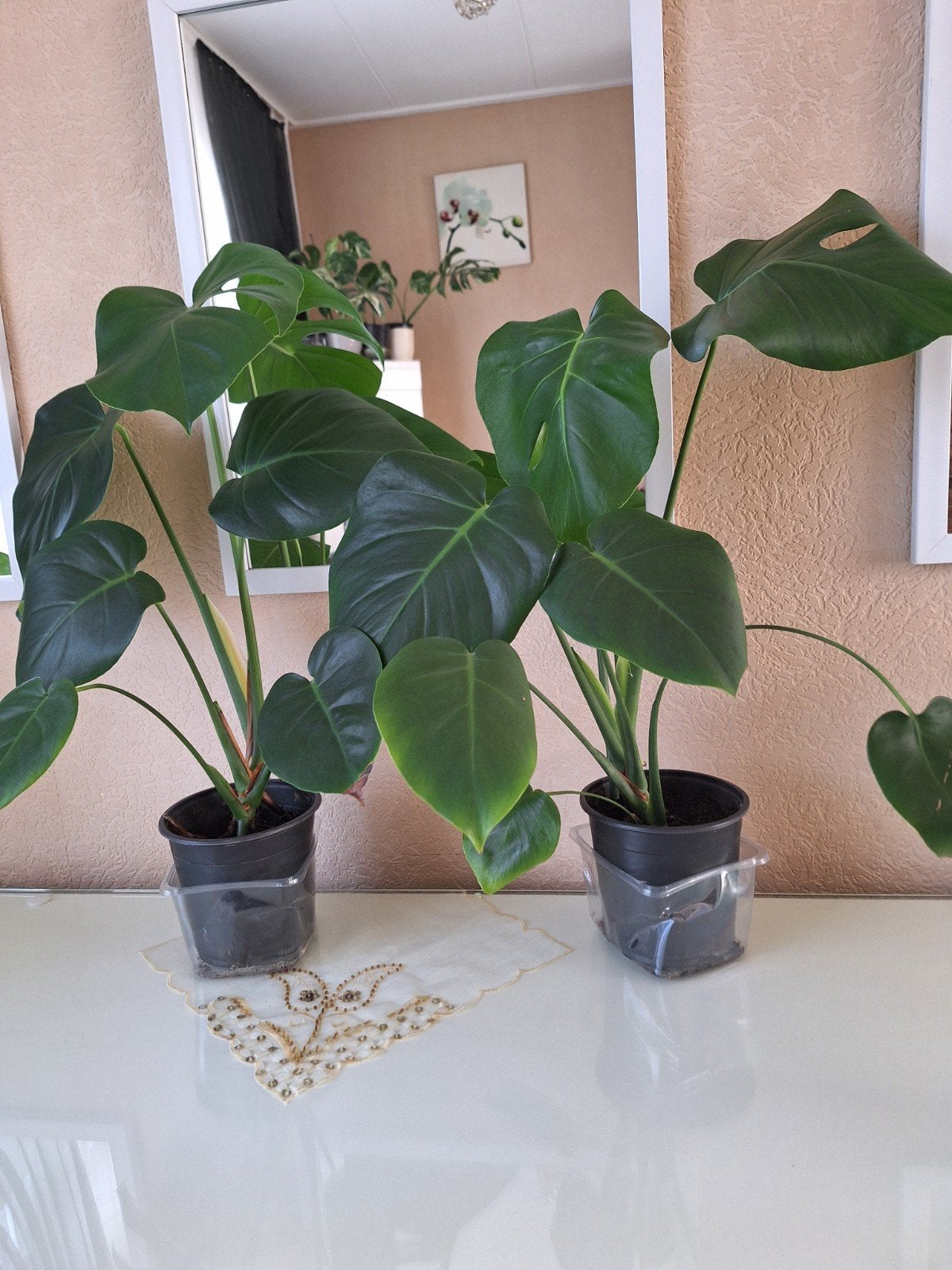 Monstera Deliciosa - Grote Kamerplant, Ophalen, Overige soorten, Halfschaduw, In pot