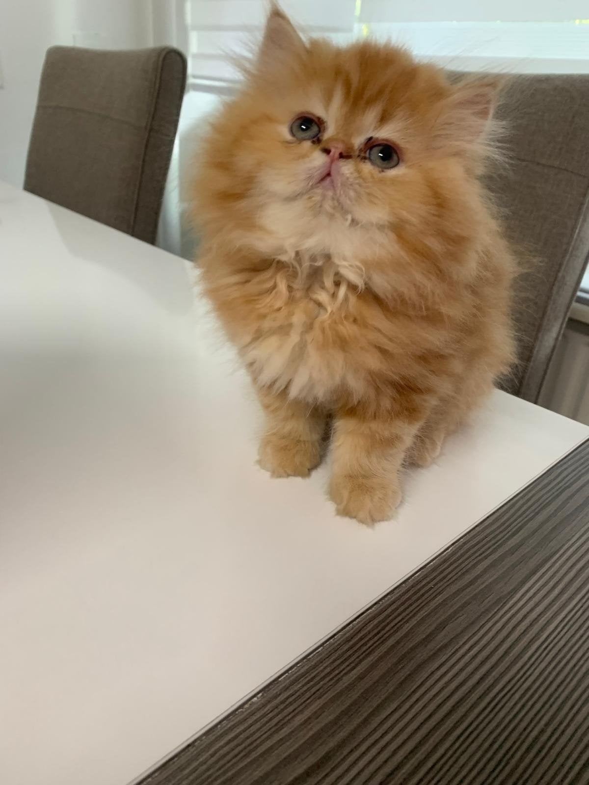 4 Prachtige en Lieve Himalayan Kittens Zoeken een Liefdevol, Dieren en Toebehoren, Meerdere dieren, Langharig