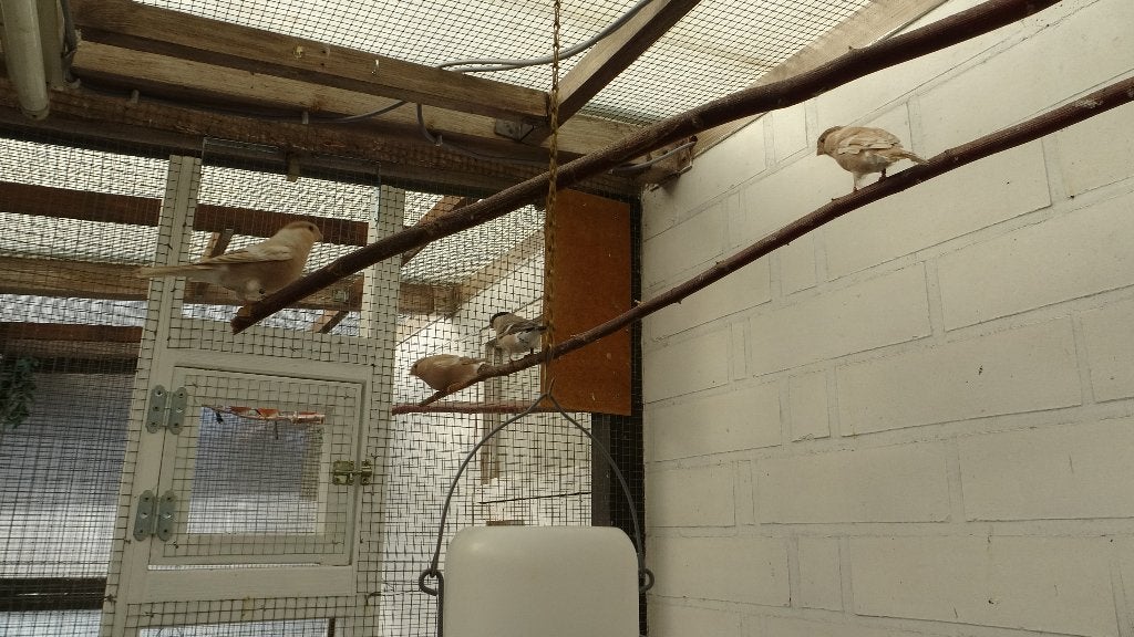 Noordse goudvinken, Dieren en Toebehoren, Meerdere dieren, Wildzangvogel, Geringd