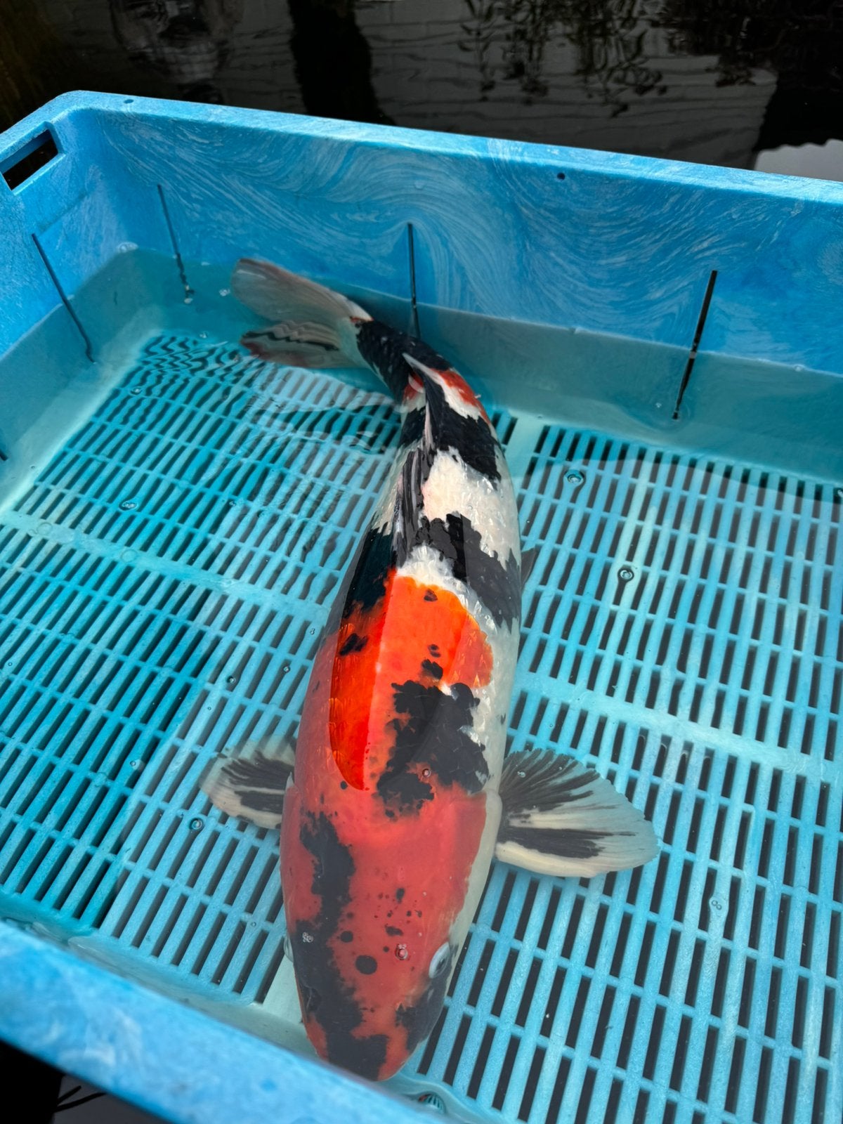Mooie ginrin showa  63 cm, Karper of Koi