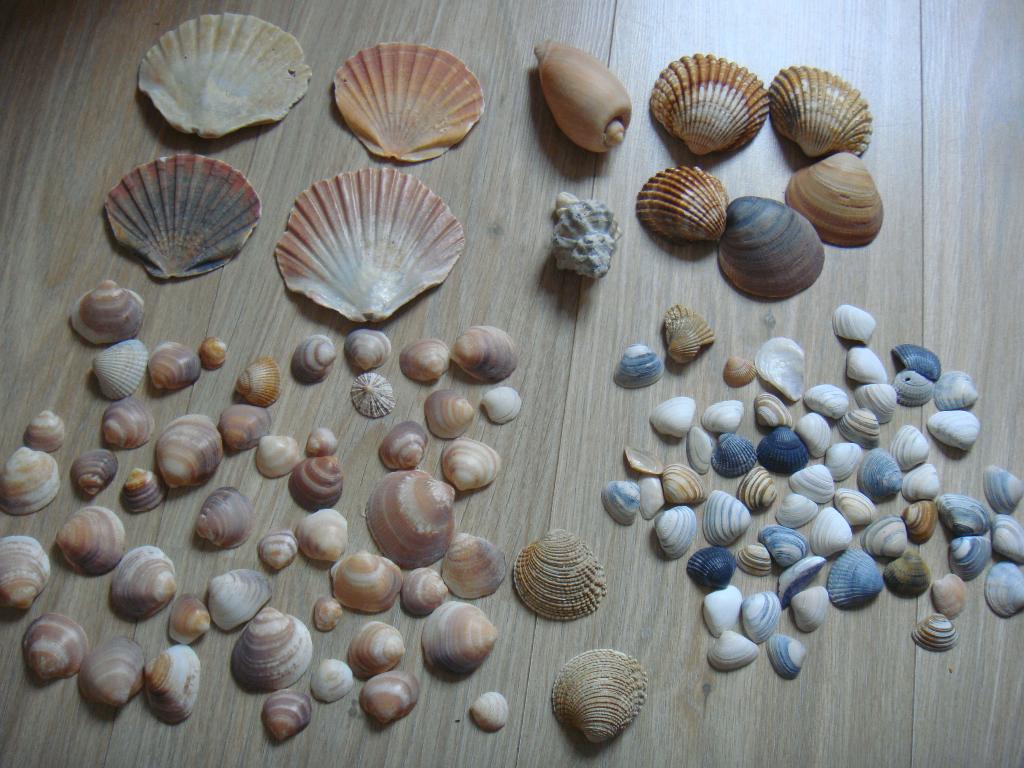 Schelpen verzameling, Verzamelen, Ophalen of Verzenden, Schelp(en)
