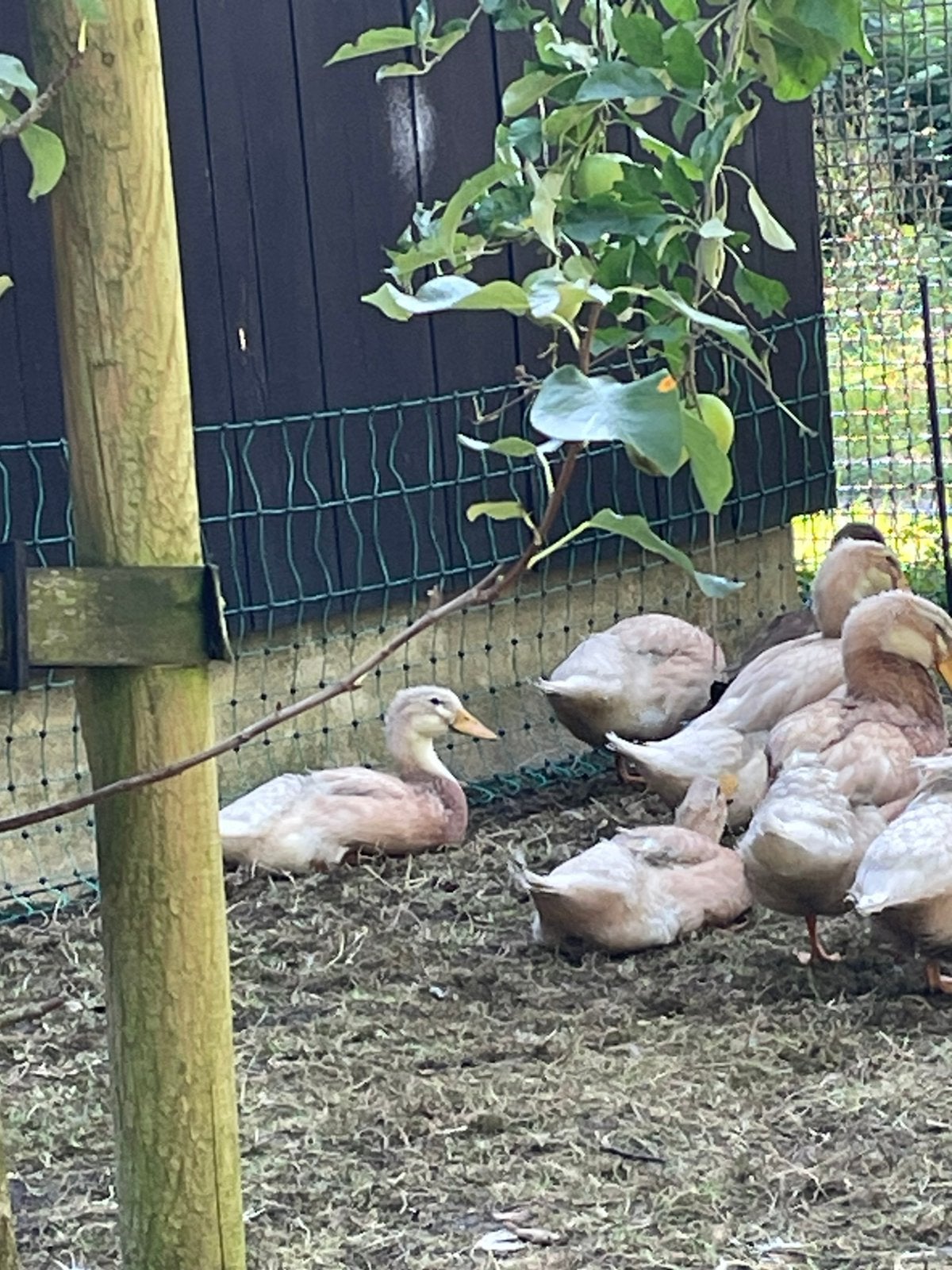 Saksen Saksische loopeenden Woerden, Dieren en Toebehoren, Mannelijk, Eend