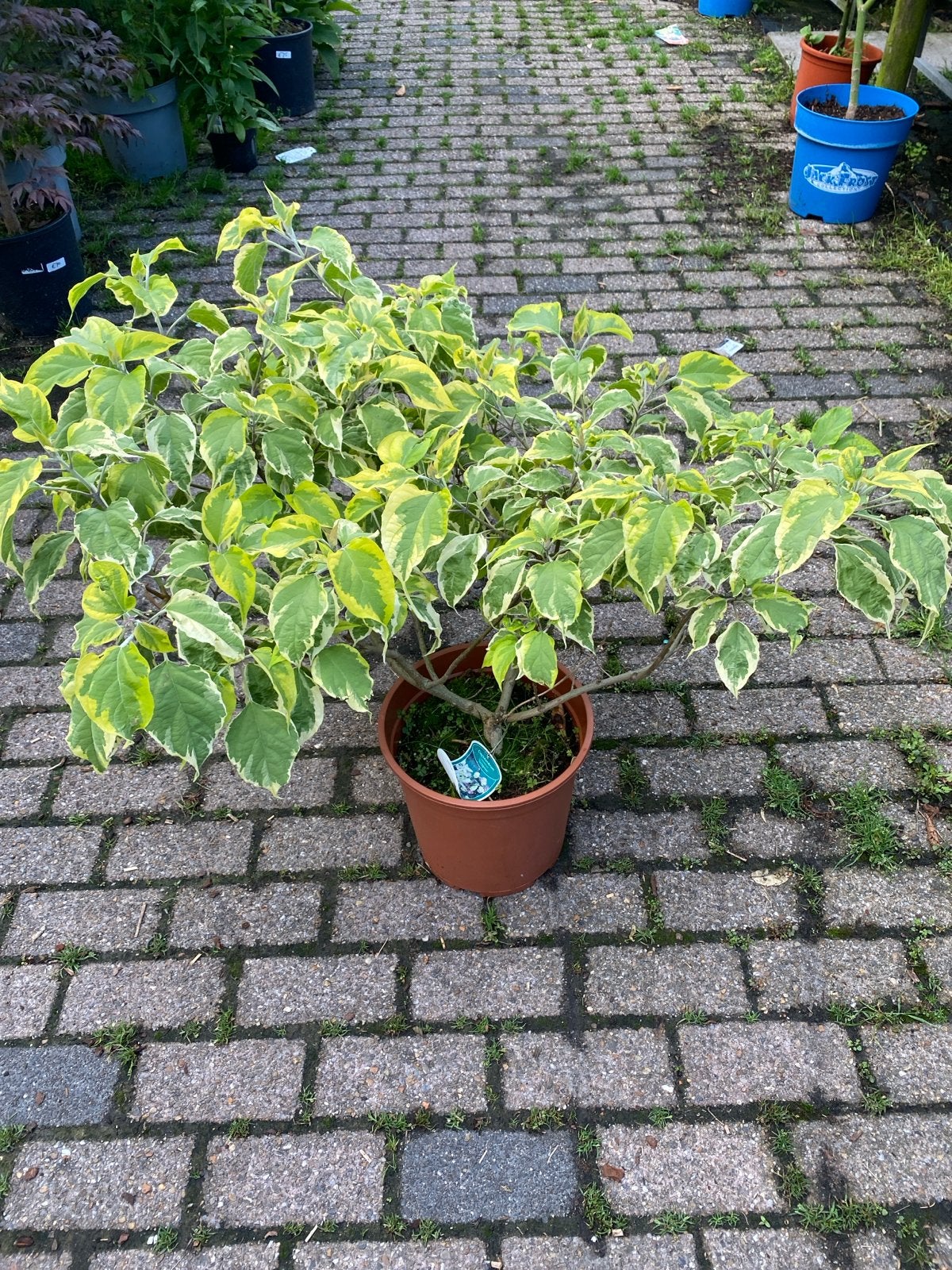 Clerodendrum trichotomum 'Variegatum' - Bonte Kansenboom, Vaste plant, Halfschaduw, Zomer, Ophalen