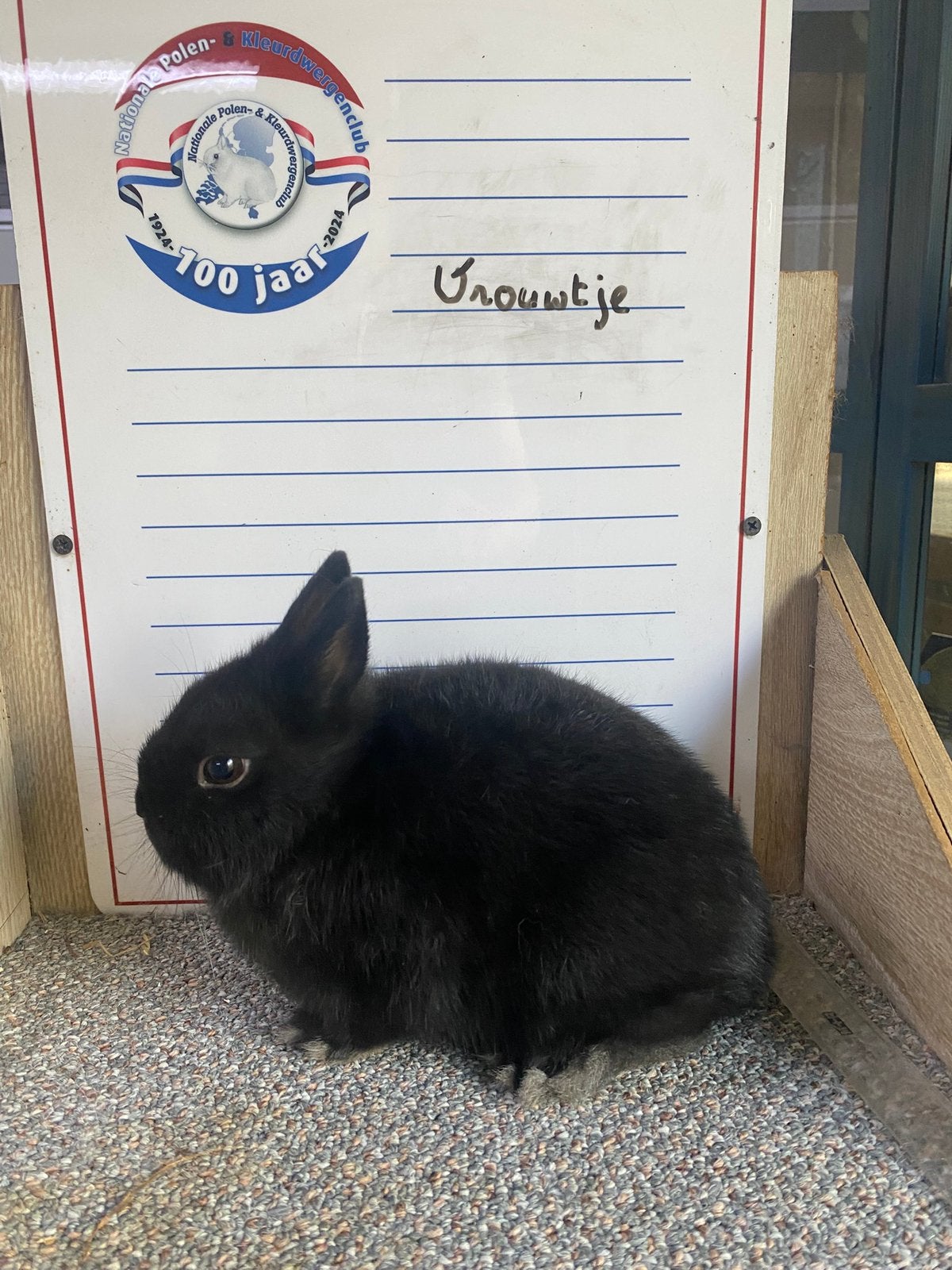 Jonge handtamme dwergkonijnen, Dieren en Toebehoren, Konijnen, Meerdere dieren, Dwerg