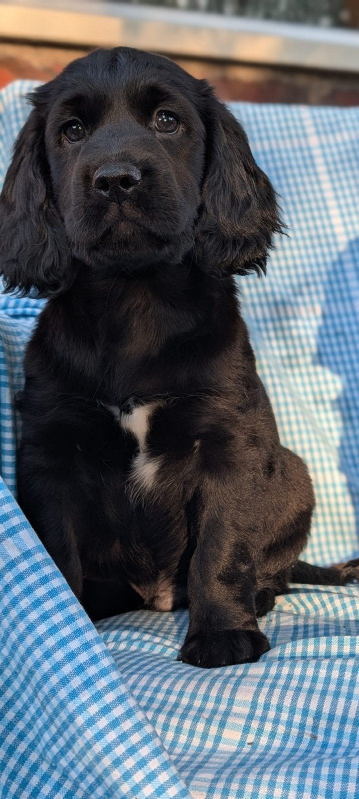 Prachtige kr  engelse cockersaniel pups nog 1 reutje, Parvo, 8 tot 15 weken, Meerdere, Nederland