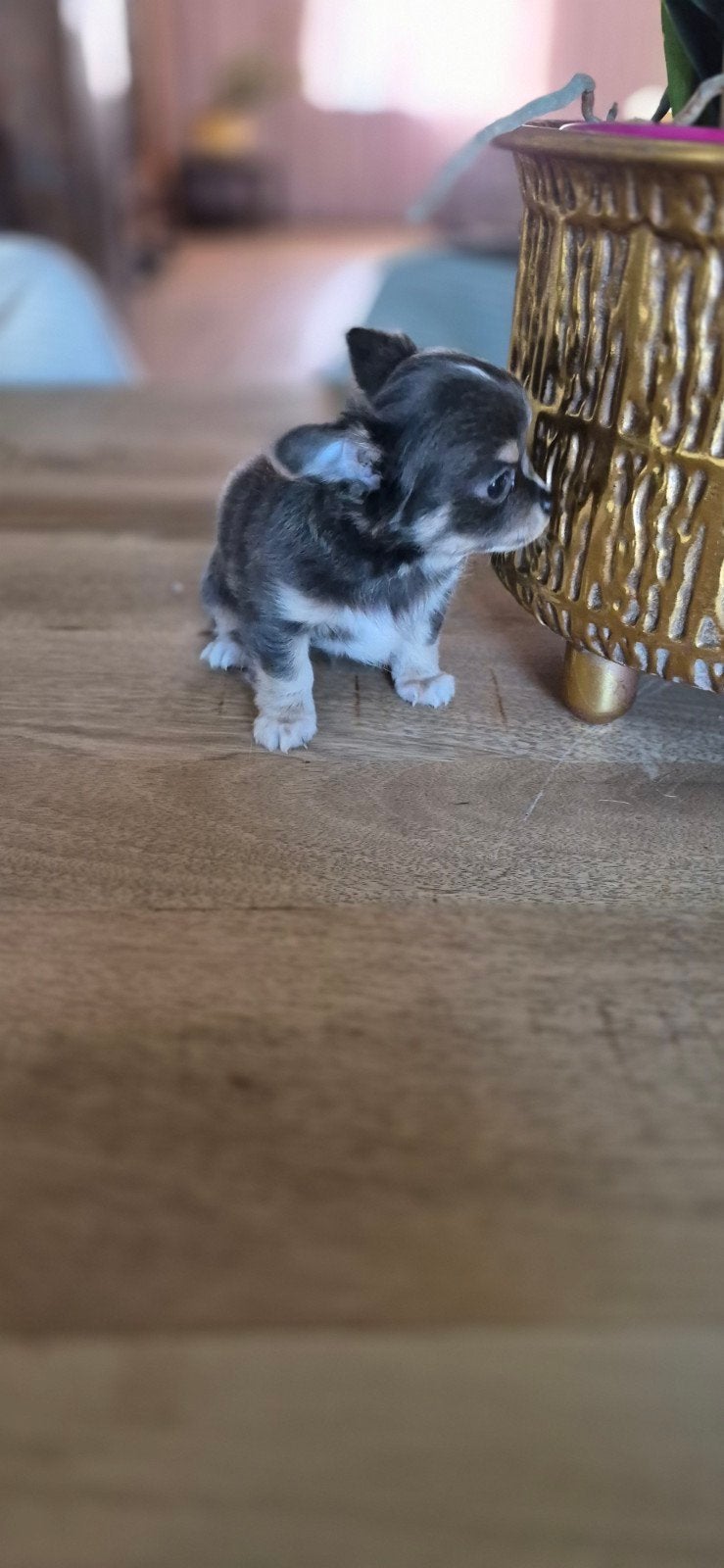 Prachtige Chihuahua puppy's., 8 tot 15 weken, Meerdere, Meerdere dieren, Chihuahua