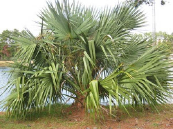 10 x Sabal mexicana palmboom zaden (verzenden ook mogelijk), Ophalen, Gehele jaar, Volle zon, Zaad