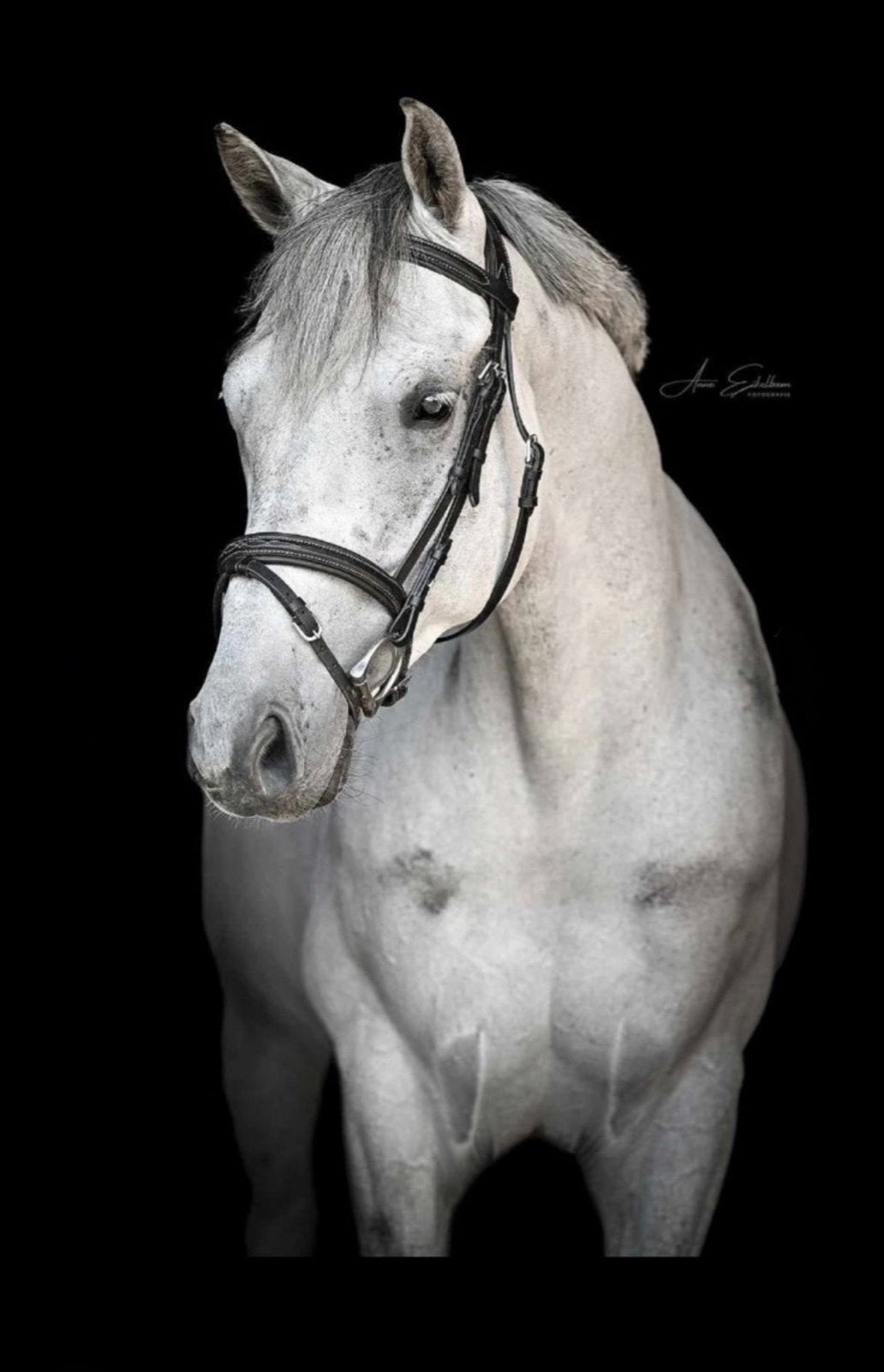 Grote allround e pony te koop, Dieren en Toebehoren, Pony's, Ruin, E pony (1.48m - 1.57m), Met stamboom, 7 tot 10 jaar