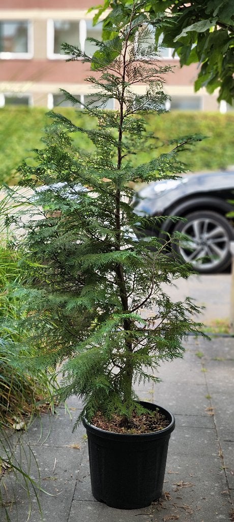 Chamaecyparis lawsoniana (Lawsoncipres), Volle zon, Vaste plant, Bloeit niet, Ophalen