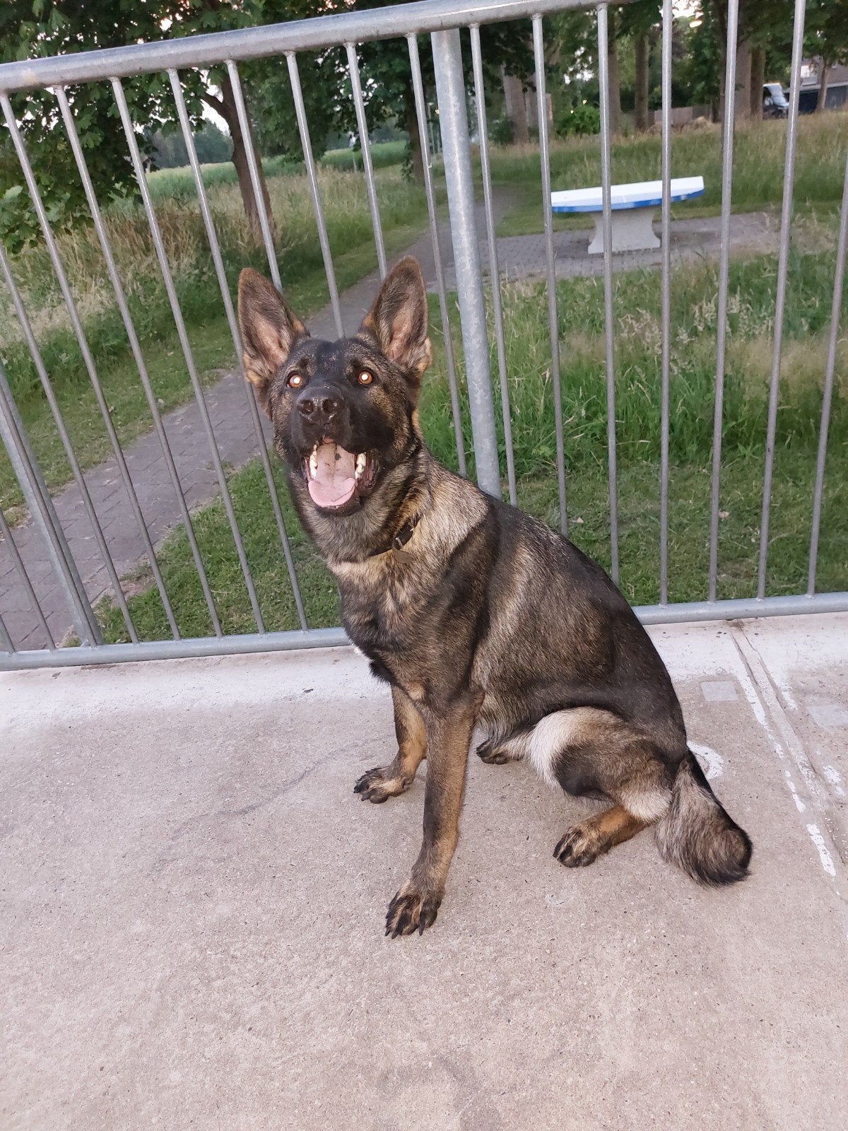 Te koop: vrouwelijke Duitse Herder (werklijn), Nederland, 15 weken tot 1 jaar, Teef, Parvo