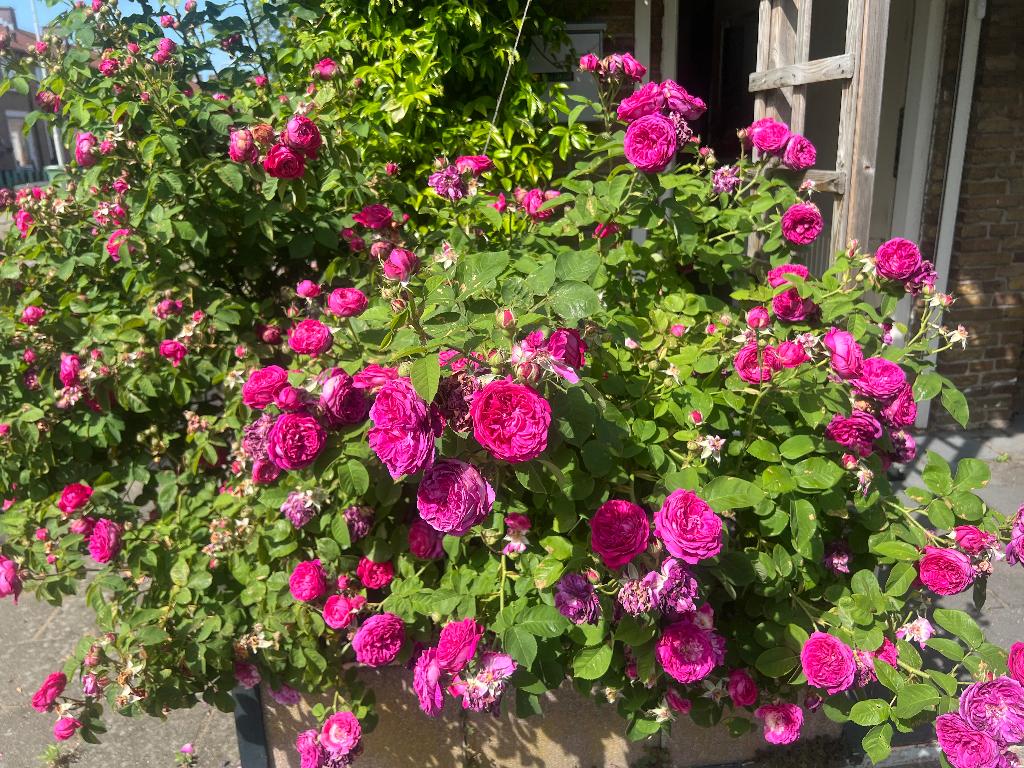 Bloemen, Tuin en Terras, Planten | Bomen, Ophalen, Volle zon, Overige soorten, Minder dan 100 cm
