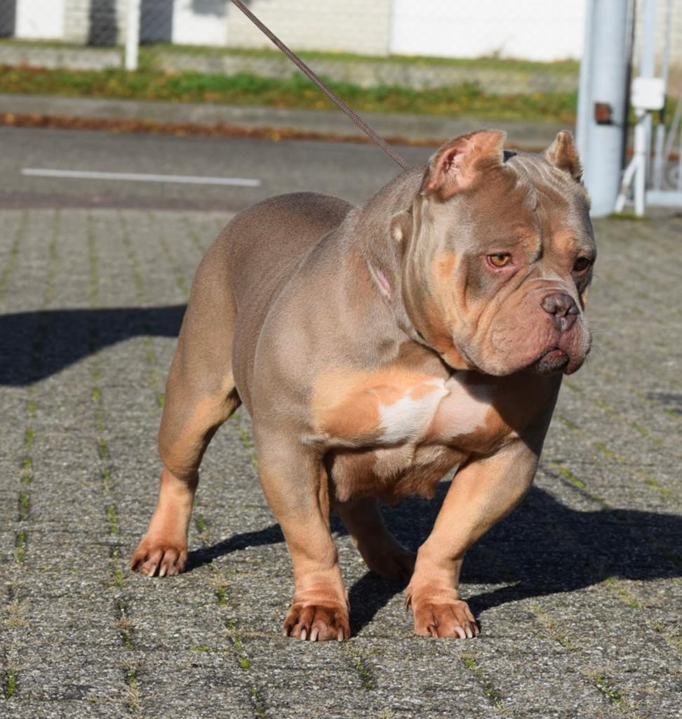 Pocket lilac tricolor herplaats american bully teefje, Parvo, Overige rassen, Teef, Eén hond