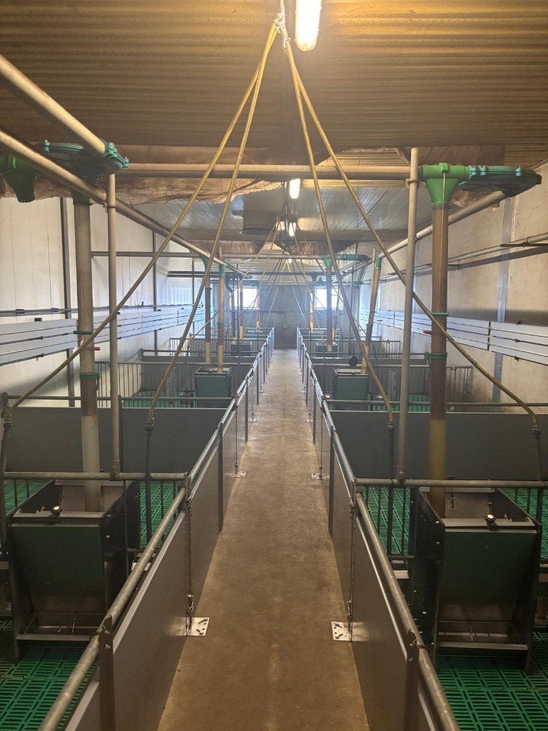 Hokinrichting voor biggen [582], Dieren en Toebehoren, Meerdere dieren, Schaap