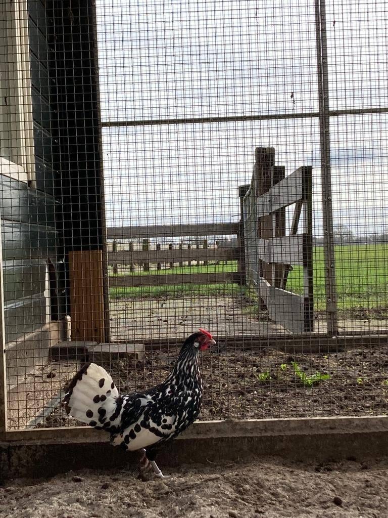 Broedeieren hollandse hoen, Dieren en Toebehoren, Pluimvee, Geslacht onbekend, Kip