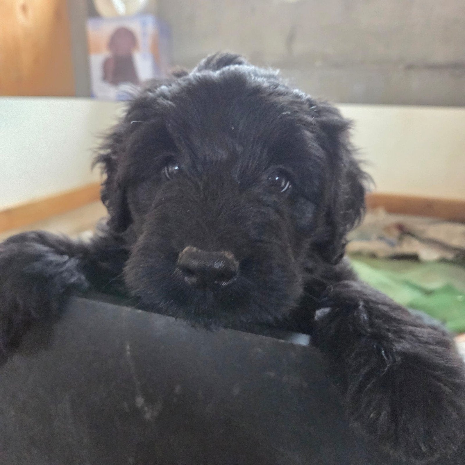 5 prachtig Bouvier des Flandres pups geboren 24 april jl., Bouvier, Parvo, 8 tot 15 weken, Meerdere