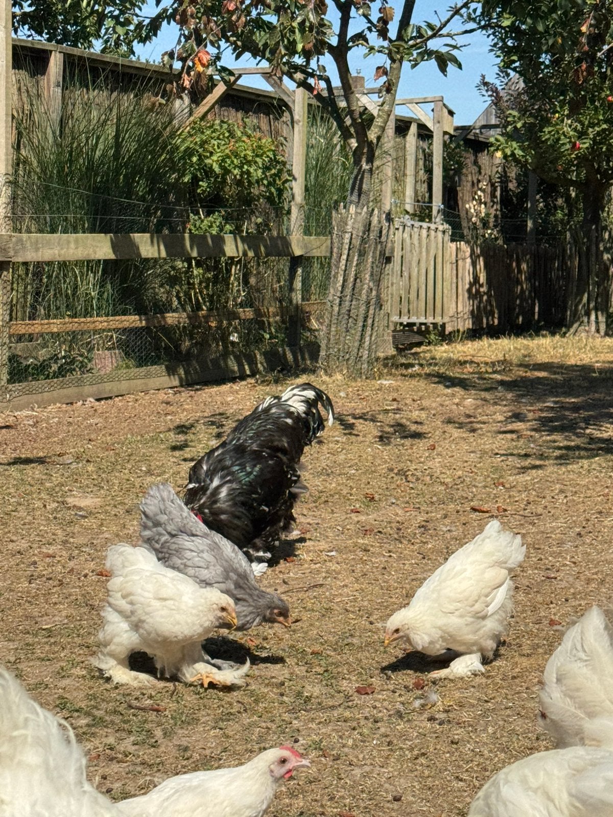 Brahma, Meerdere dieren, Kip