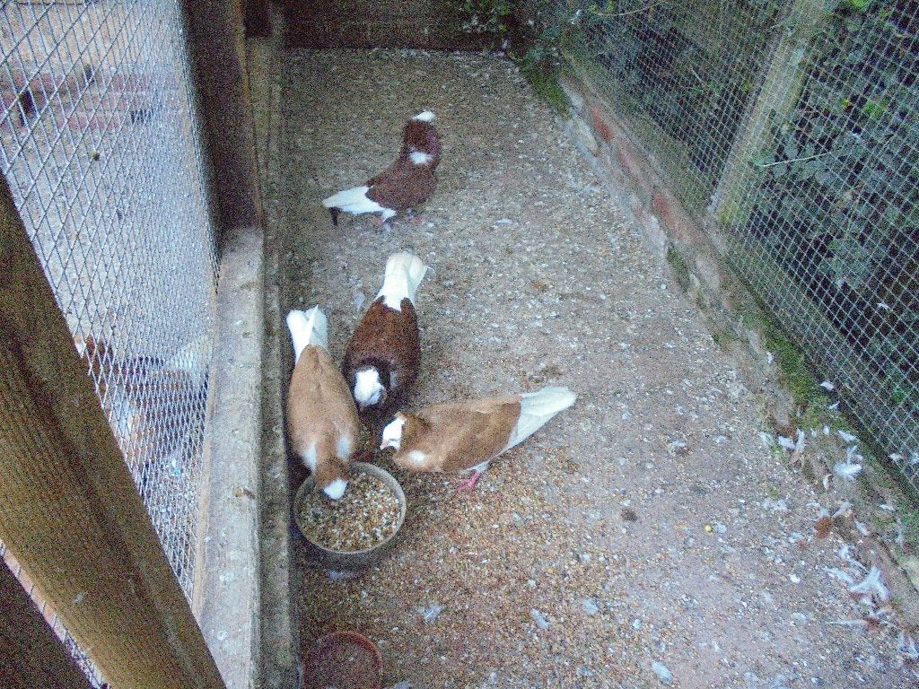 Oud Hollandse Kapucijnen. rood en geel. Jonge dieren te koop, Dieren en Toebehoren, Meerdere dieren, Overige soorten