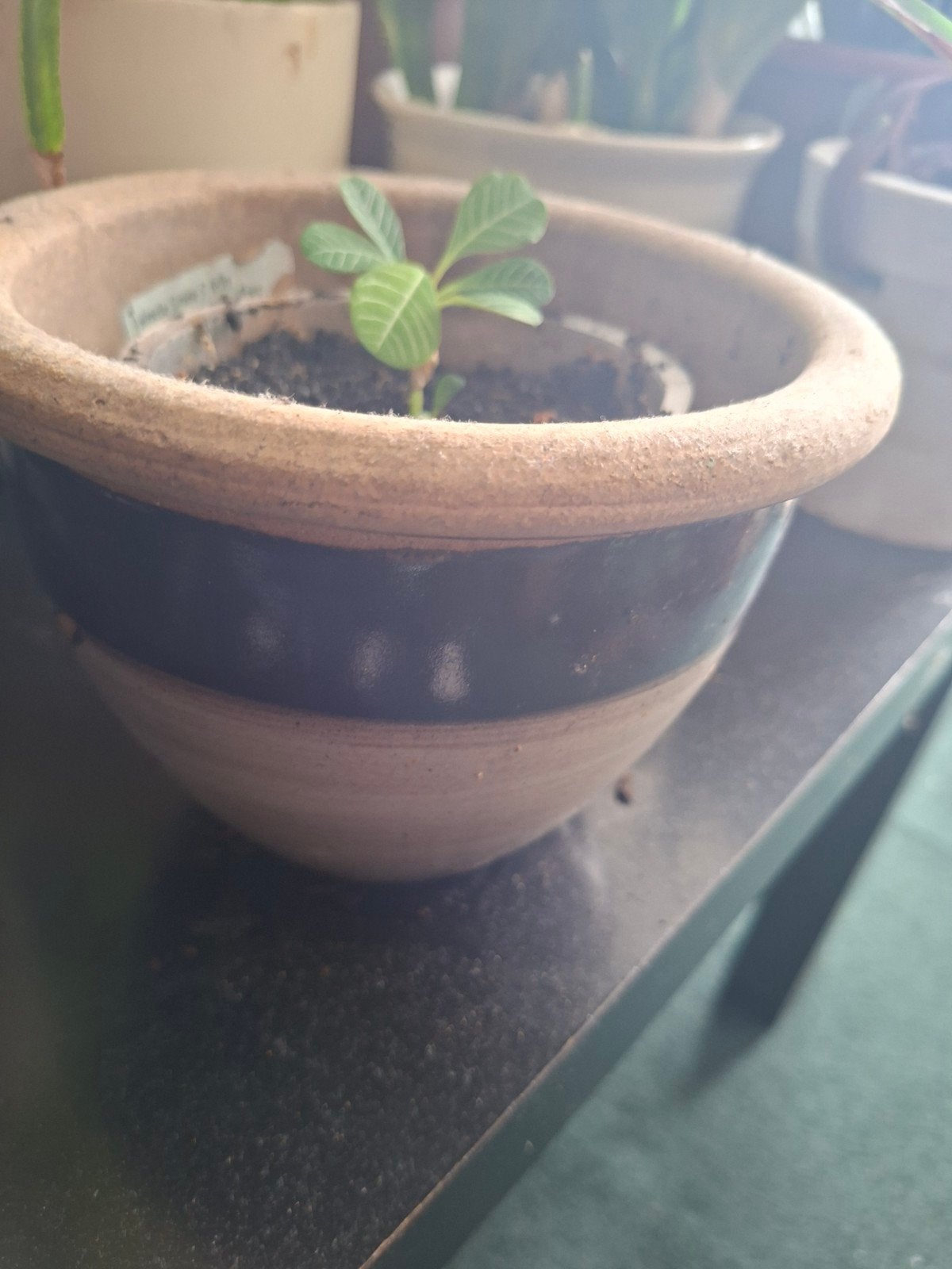Gebruikte aardewerken bloempot met plantje, Ophalen, Gebruikt, Rond, Balkon