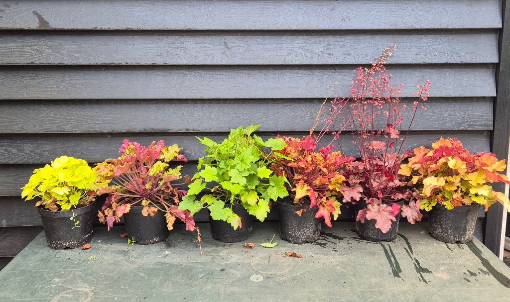 heuchera in soorten, Volle zon, Vaste plant, Zomer, Ophalen
