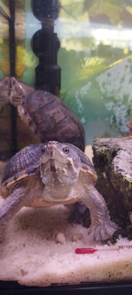 Twee vrouwelijke muskusschildpadden Turtle - female for sale from Syntia