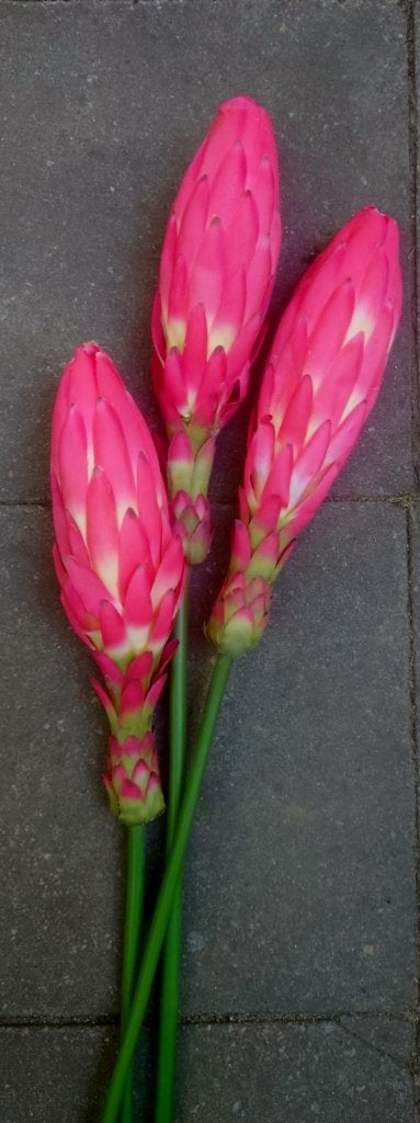 EXOTISCHE BLOEM - REAL TOUCH, Ophalen of Verzenden, Nieuw