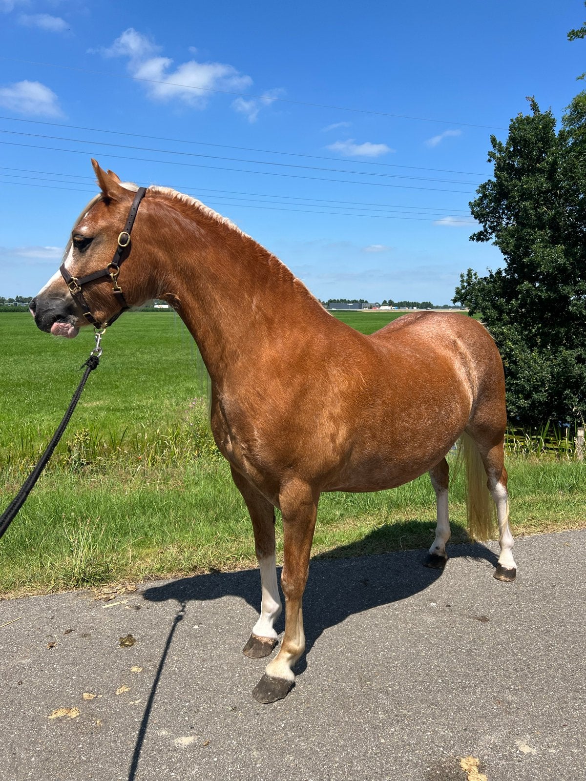 Droompony!!, Merrie, Met stamboom, 3 tot 6 jaar