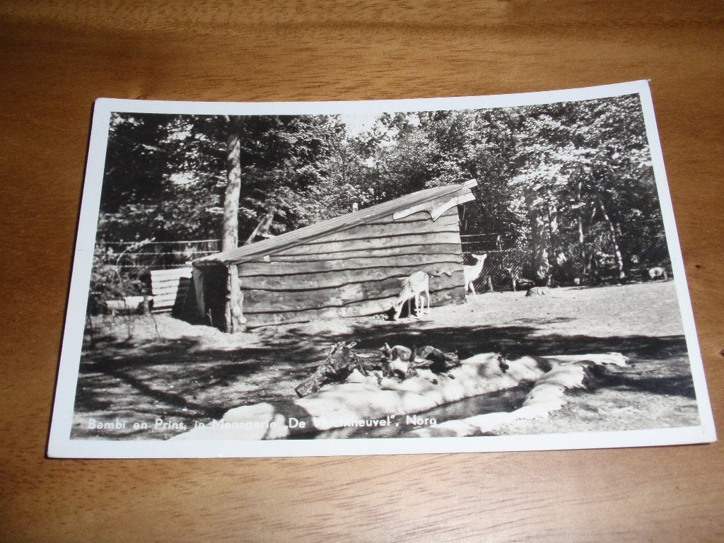 Bambi en Prins in Dierenpark Norg De Vluchtheuvel, Verzenden, 1940 tot 1960, Gelopen, Drenthe