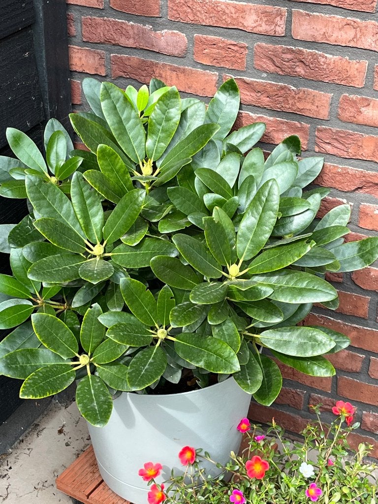 Rhodondendron, Tuin en Terras, Planten | Struiken en Hagen, Ophalen, Rhododendron, Struik, Minder dan 100 cm