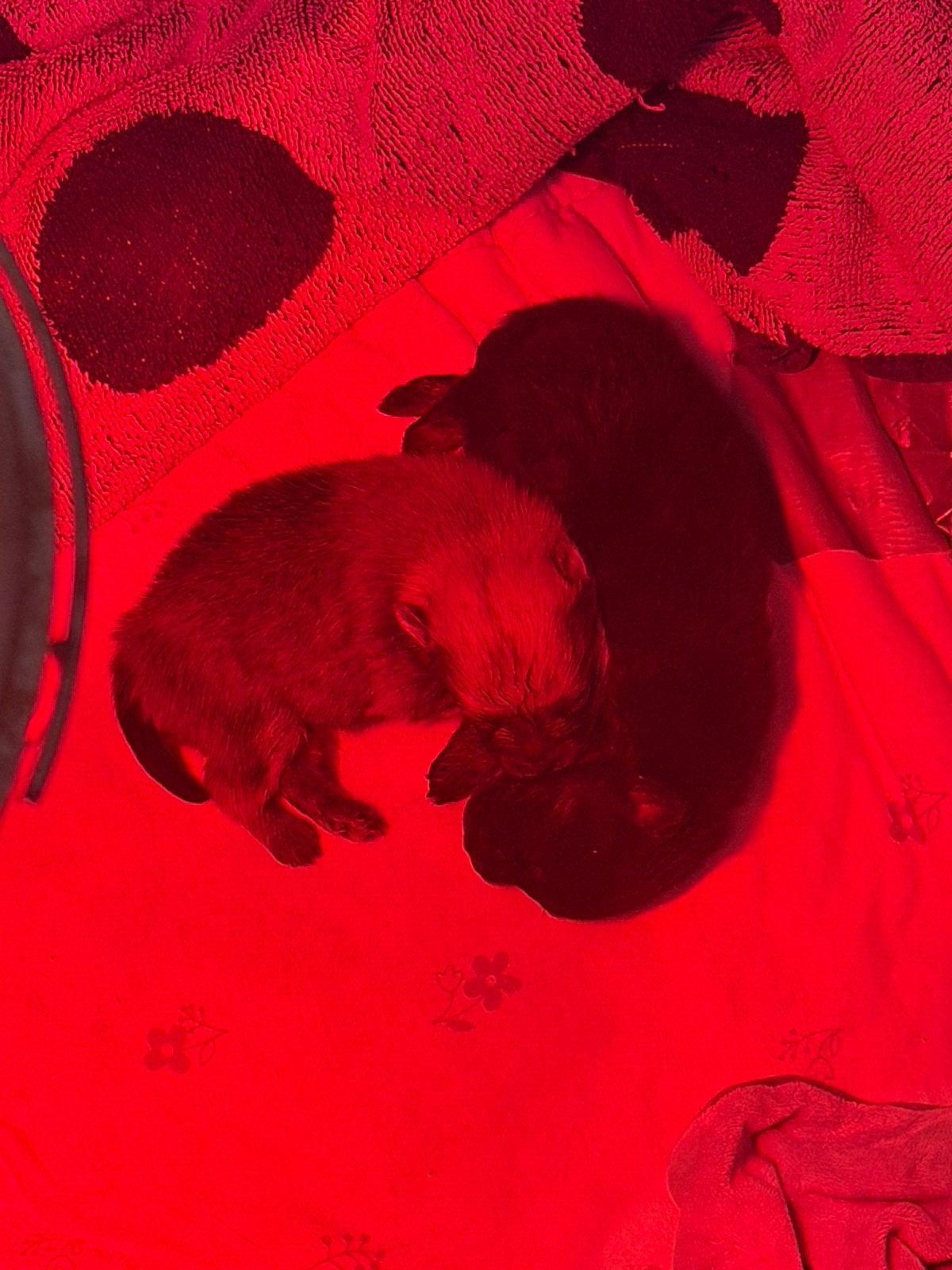 Pomeriaan/ dwergkees pups te koop, Overige rassen, CDV (hondenziekte), 8 tot 15 weken, Meerdere