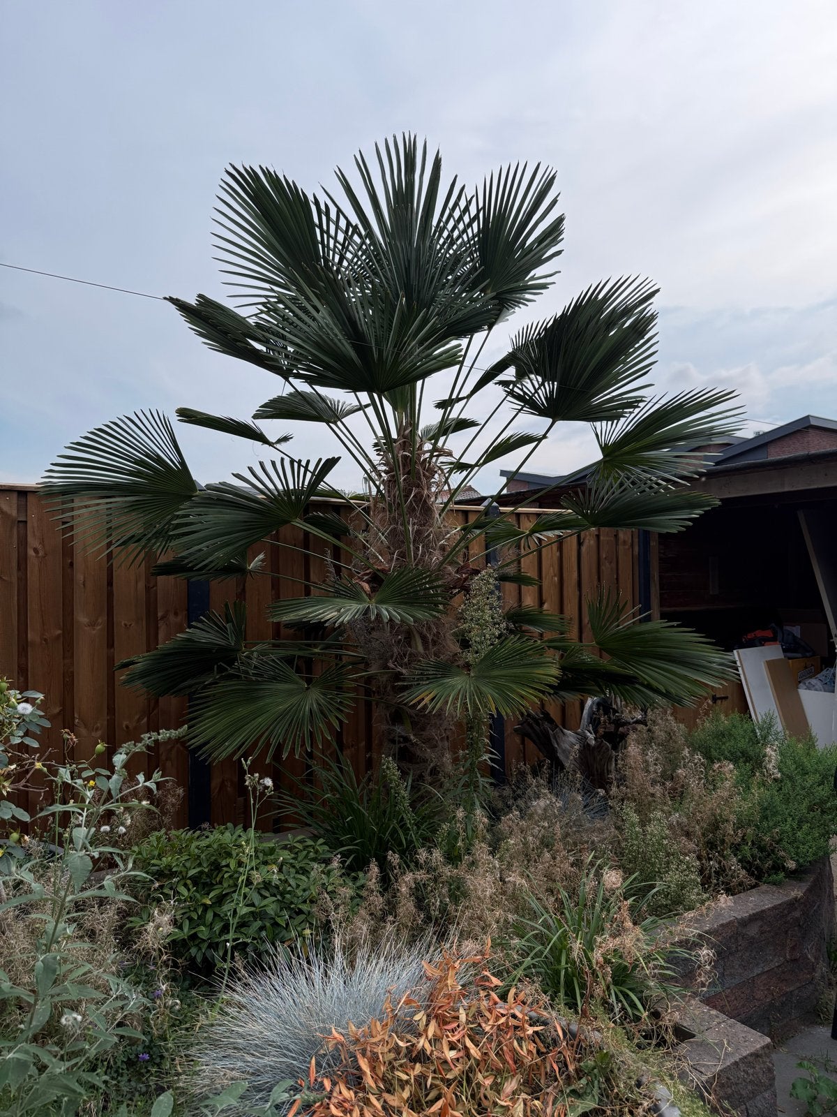 Grote Palmboom - Zelf uitgraven, Bloeit niet, 250 tot 400 cm, Palmboom, Ophalen