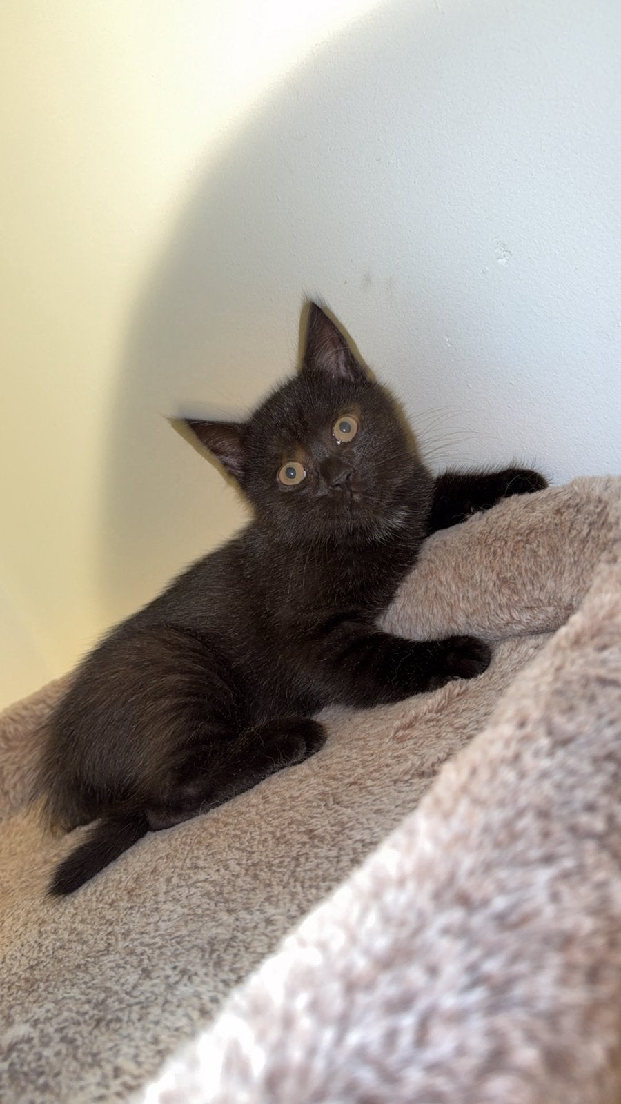 Kittens, Dieren en Toebehoren, Meerdere dieren, 0 tot 2 jaar