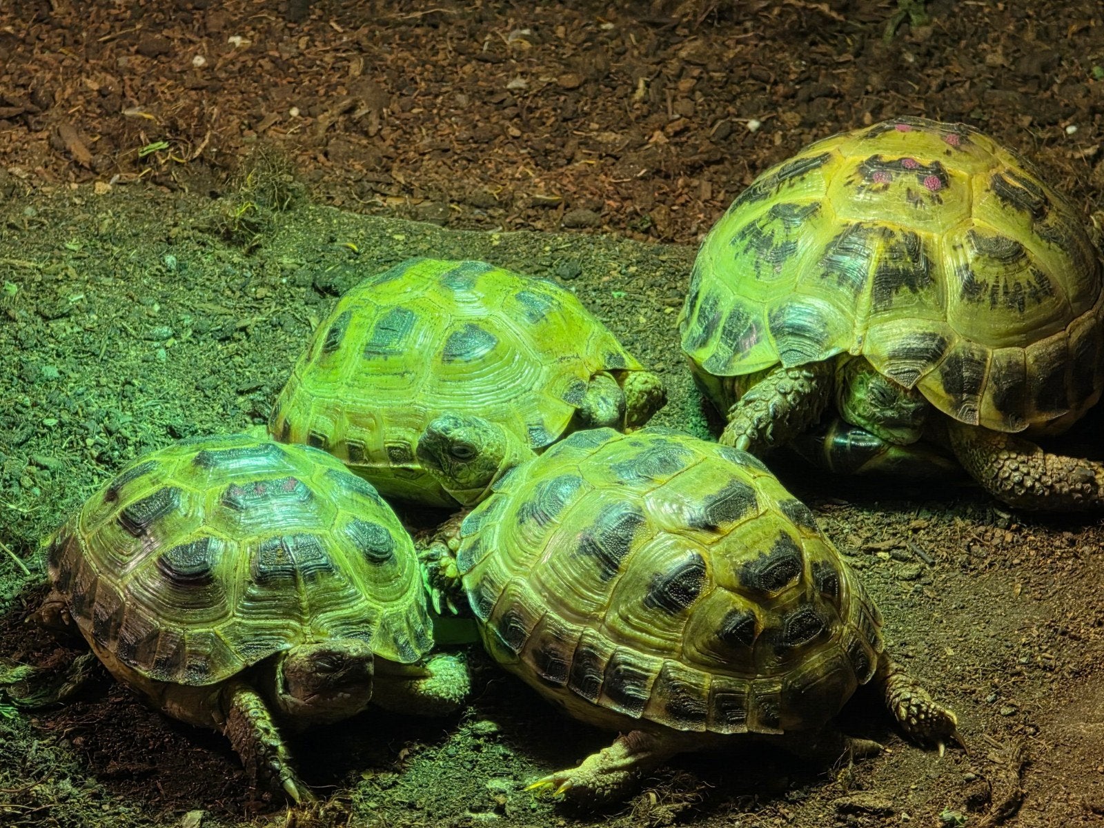 Testudo Horsfieldii Land Schildpadden met terrarium