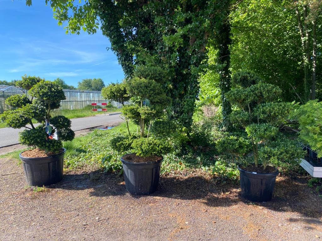 Bonsai Ilex - Diverse Maten en Prijzen 20% korting, Vaste plant, Bloeit niet, Halfschaduw, Ophalen