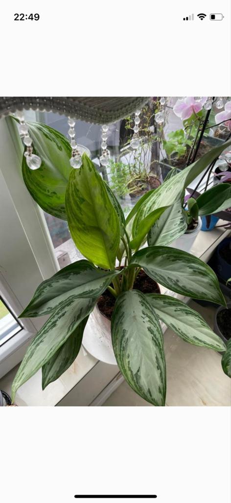 Aglaonema kamerplant - Groene schoonheid voor uw huis, Ophalen, Overige soorten, Halfschaduw, In pot