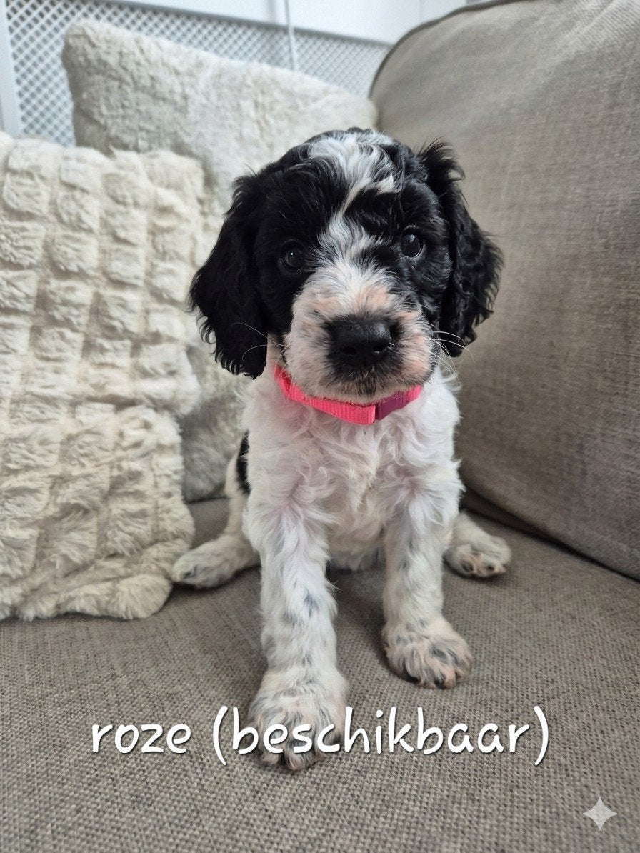 Cockapoo teefje, Parvo, 8 tot 15 weken, Teef, Meerdere