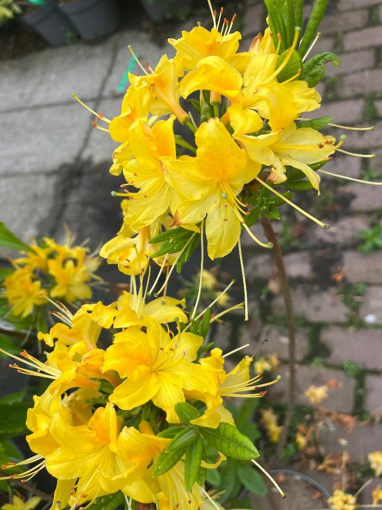 Bomen en Struiken, Rhododendron luteum,  BOSAZALEA € 13,95, Halfschaduw, Overige soorten, Lente, 100 tot 250 cm
