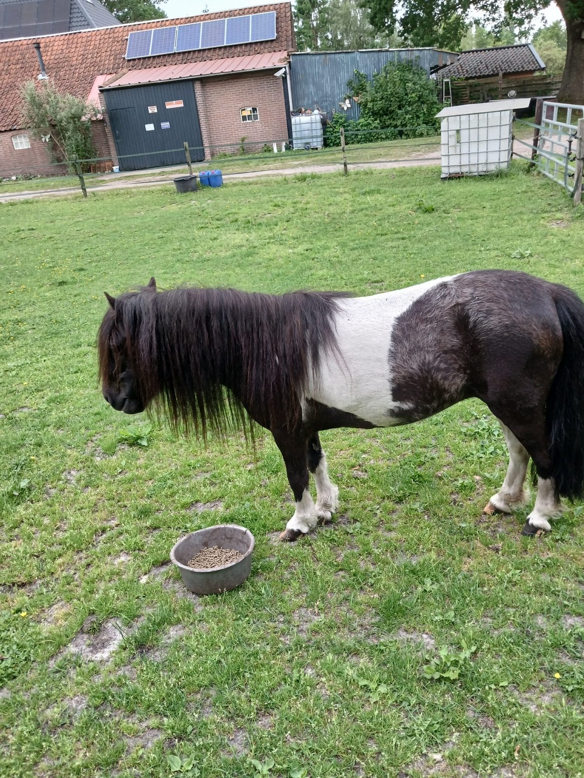 Te koop pony’s, Merrie