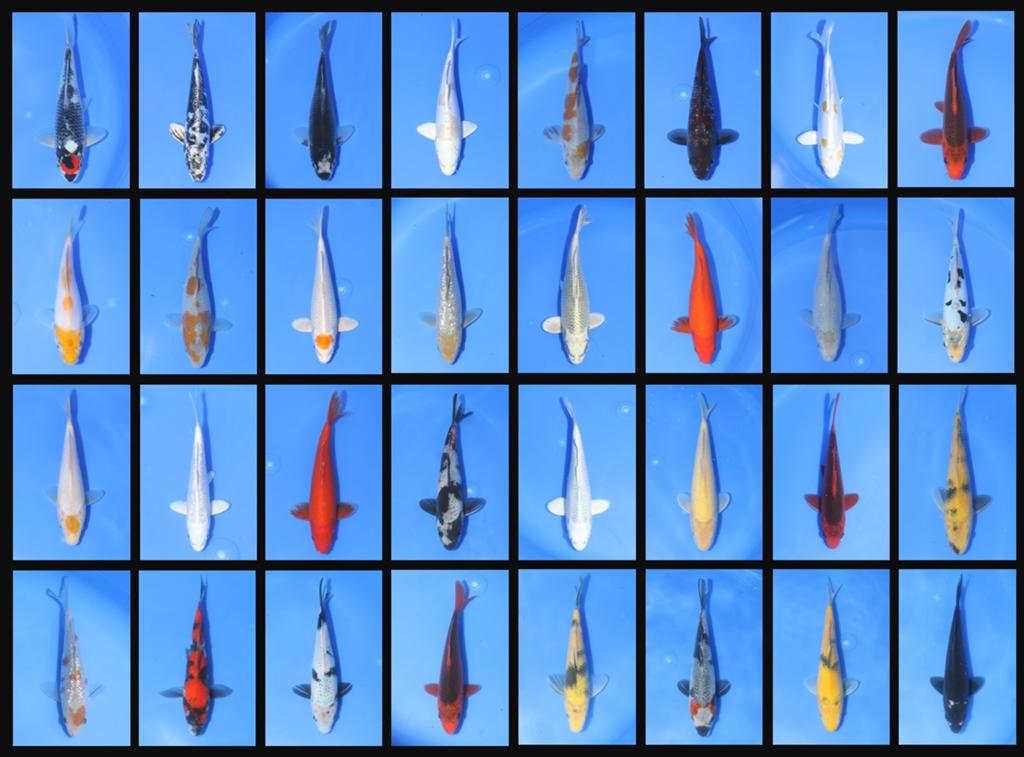 Tosai Mix Otsuka, Karper of Koi