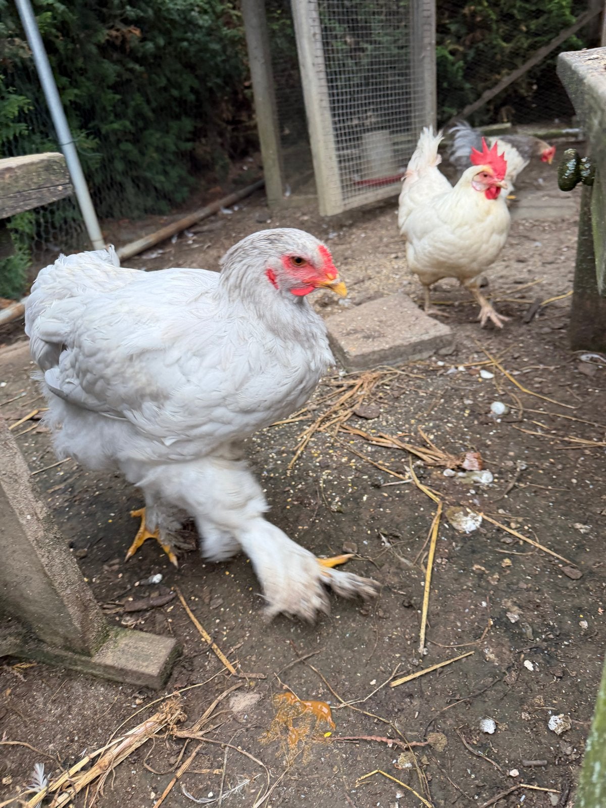 Brahma haan 5 mnd oud, Dieren en Toebehoren