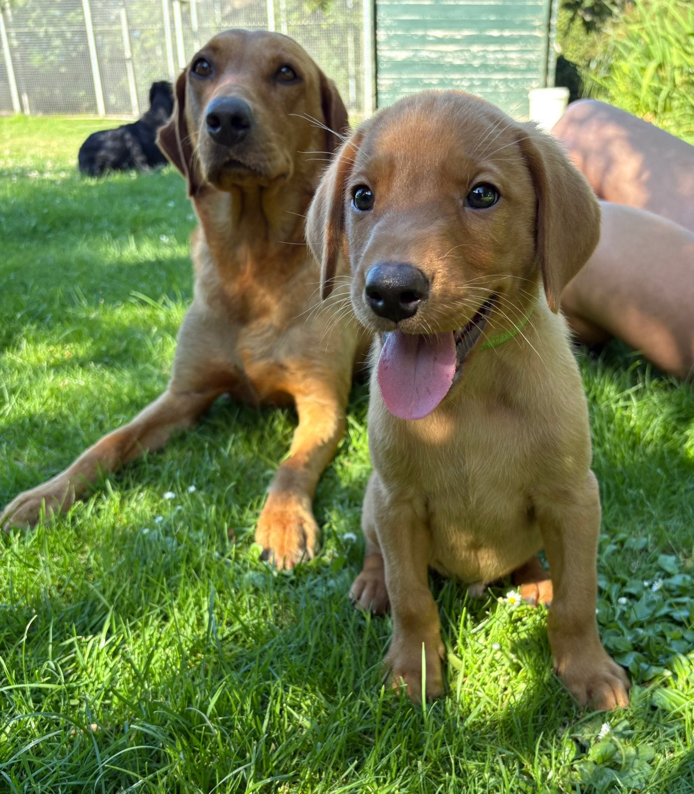 Field Trial Labrador pups beschikbaar, Parvo, 8 tot 15 weken, Labrador retriever, Meerdere