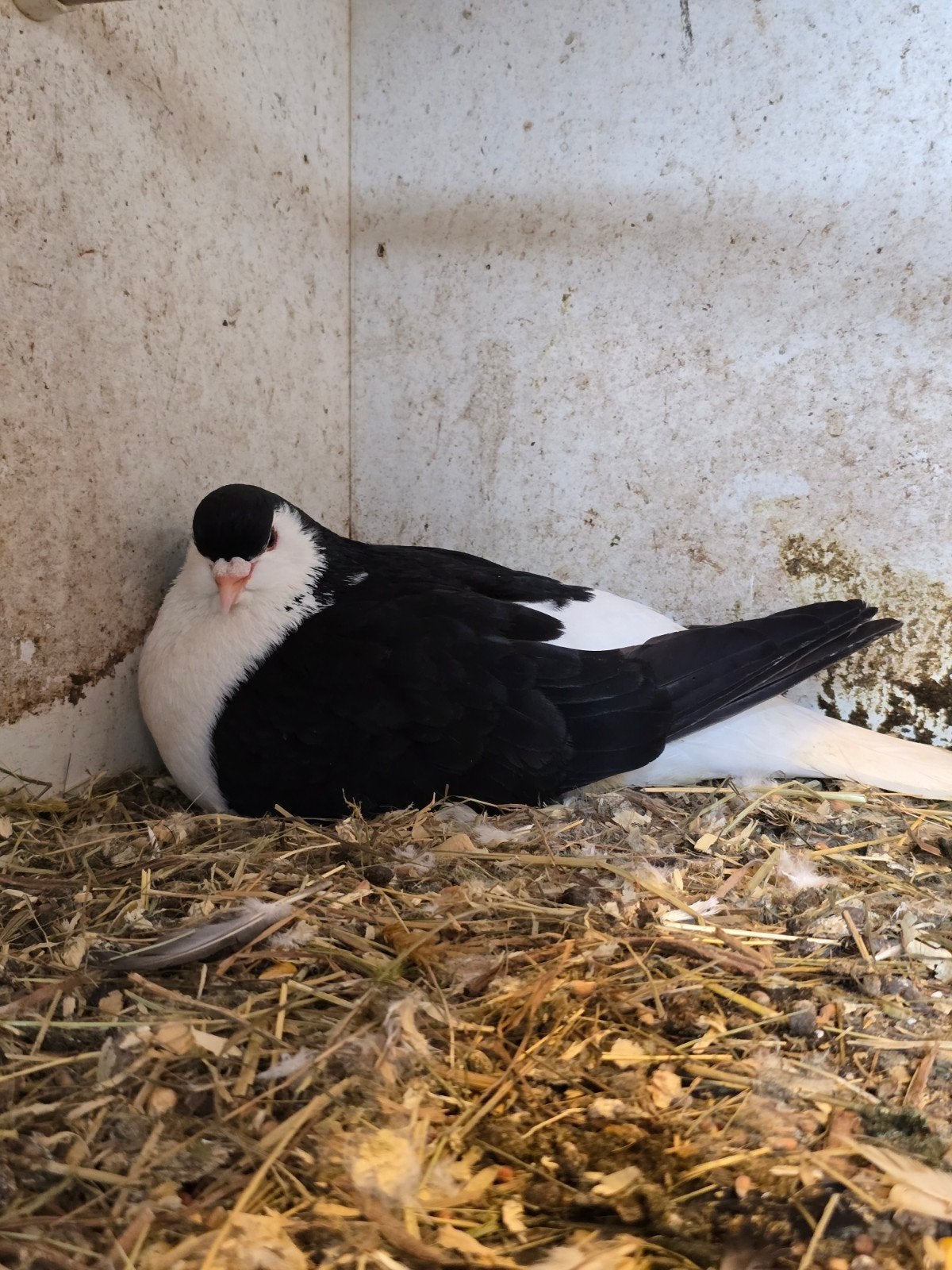 Sierduiven, Meerdere dieren, Overige soorten
