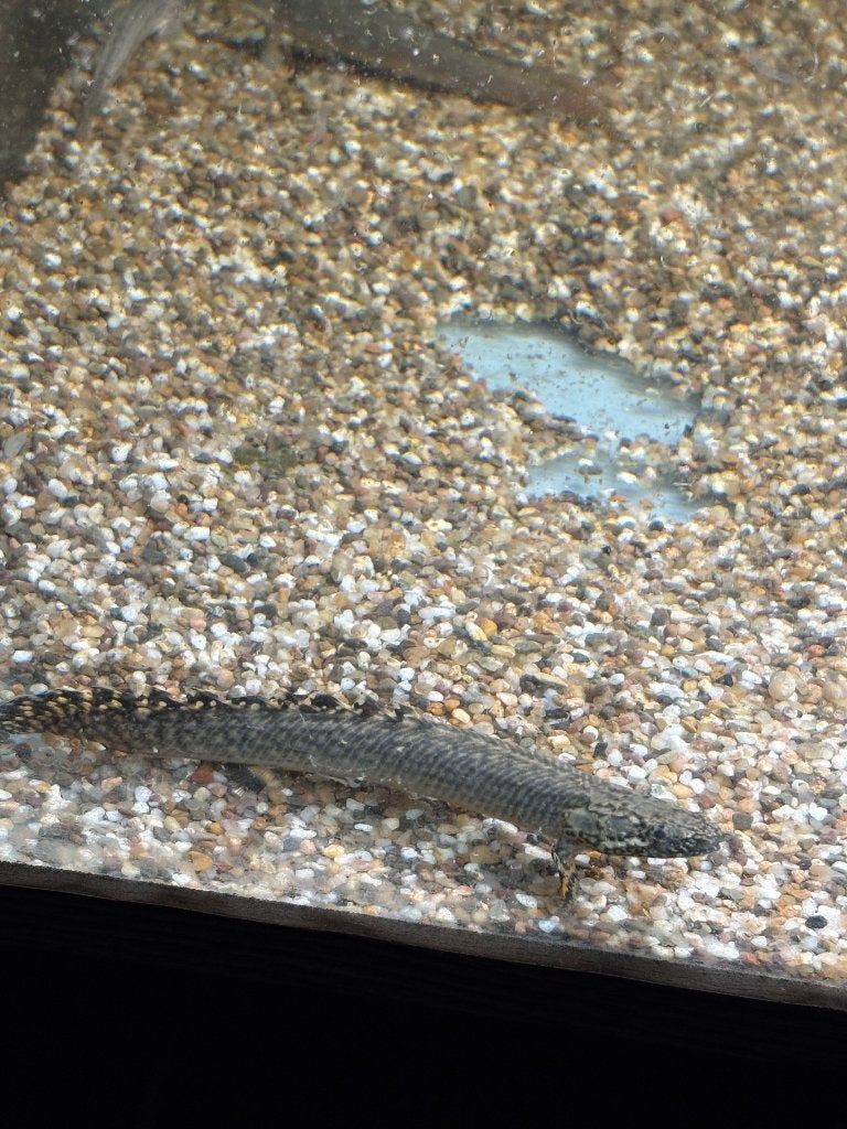 Polypterus ornatipinis, Dieren en Toebehoren, Vis, Zoetwatervis