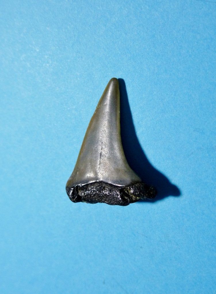 Prachtige fossiele HAAIENTAND; strandvondst Cadzand/Zeeland!, Ophalen of Verzenden, Fossiel