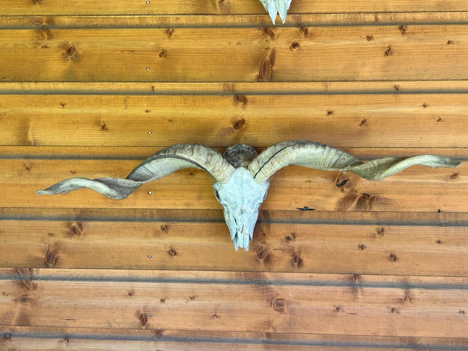 Decoratieve schedel met hoorns, Ophalen of Verzenden, Gebruikt, Wild dier, Schedel