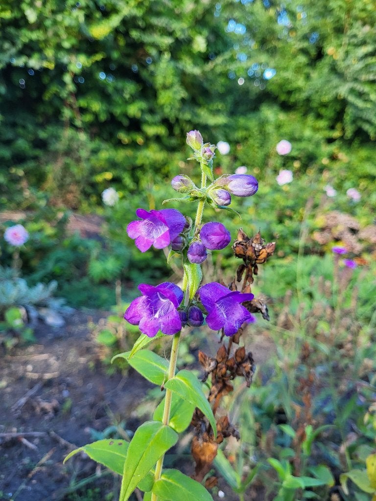 Zaden Penstemon blauw-paars, Tuin en Terras, Verzenden, Volle zon