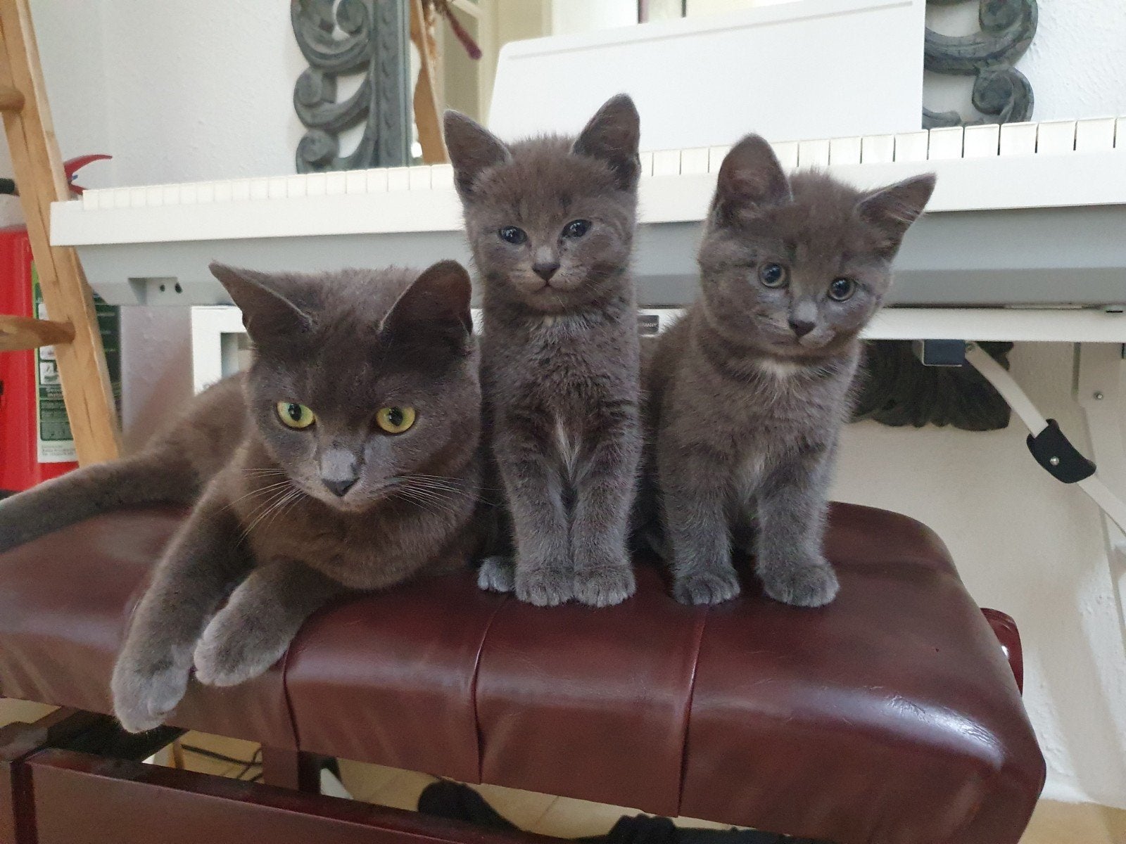 Prachtige Grijze Kittens Zoeken een Liefdevol Thuis, Meerdere dieren