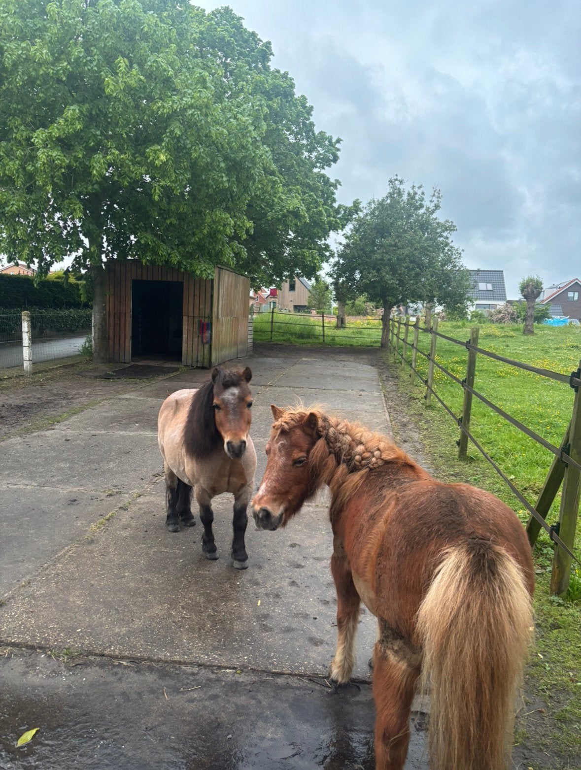 Gezellige Shetlander stalling aangeboden in Nootdorp!, Stalling, 2 of 3 paarden of pony's
