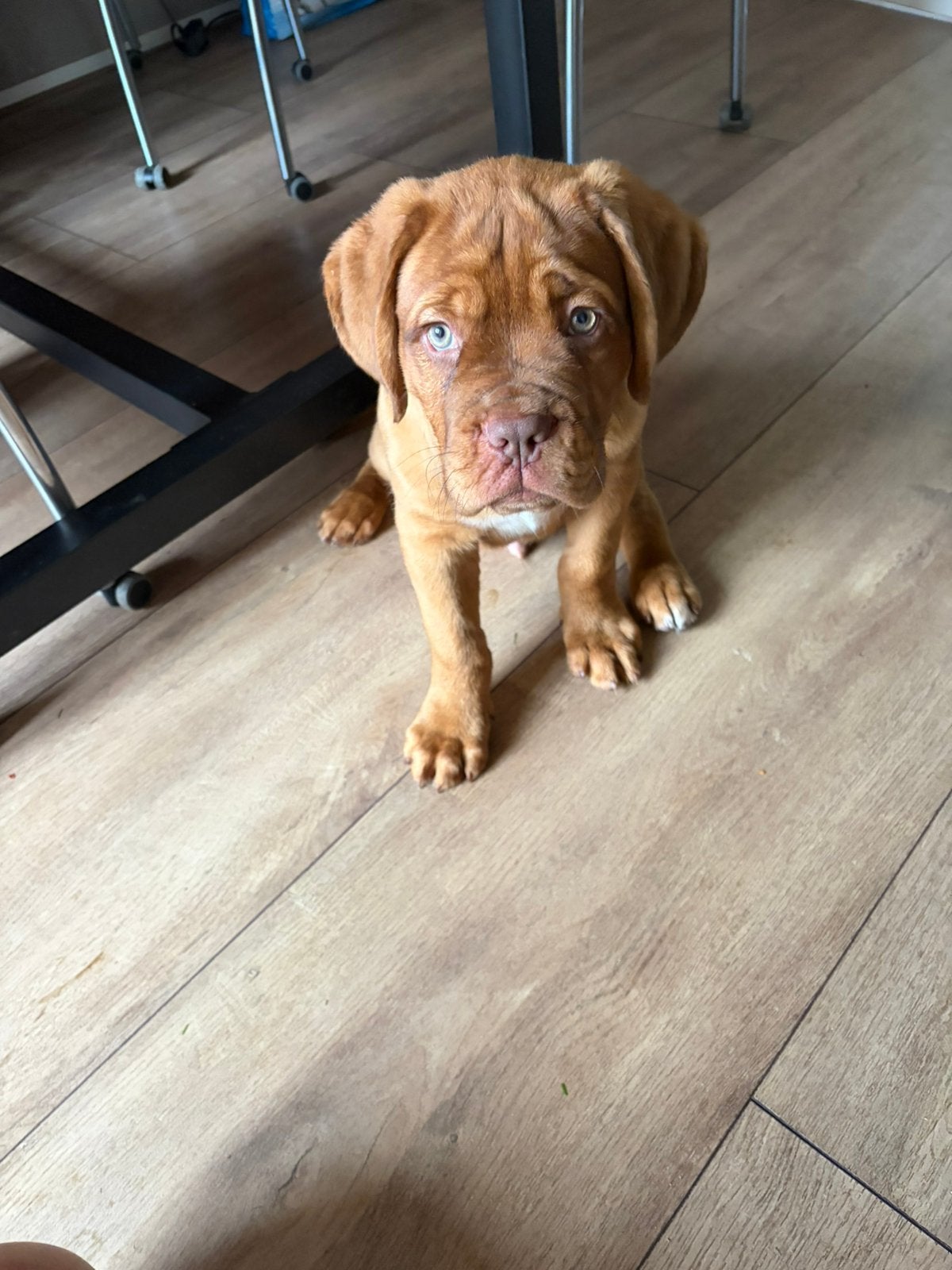 Mooie Bordeauxdog, 15 weken tot 1 jaar, CDV (hondenziekte), Teef, Bulldog