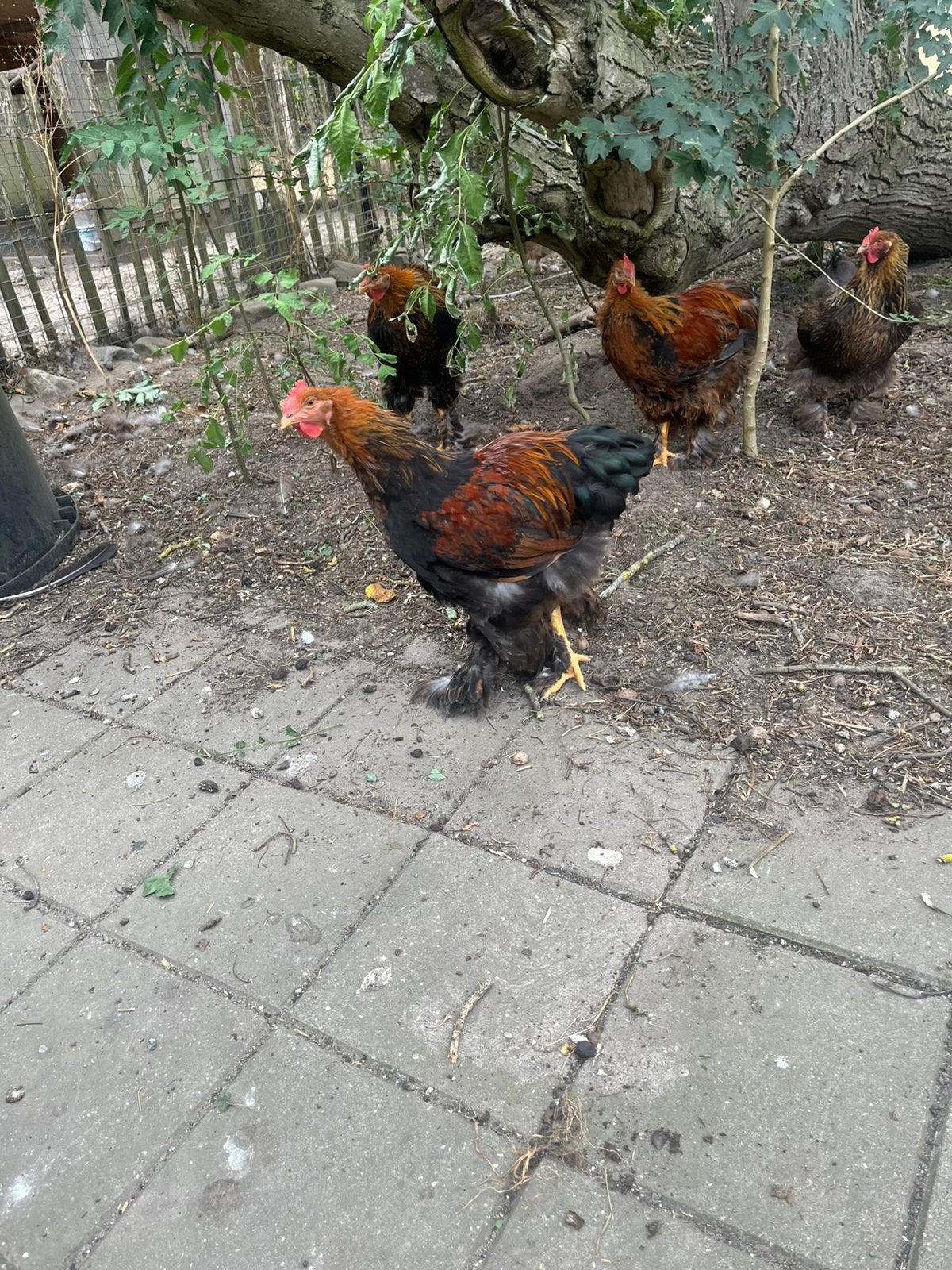 Enkele jonge Cochin hanen groot te koop of ruilen, Mannelijk, Kip